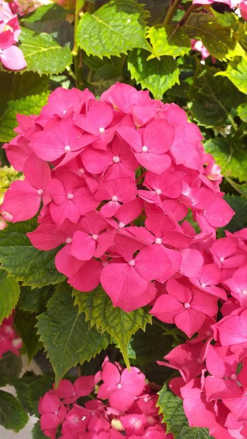 לינה וארוחת בוקר טרמולי I Sogni Di Morfeo מראה חיצוני תמונה
